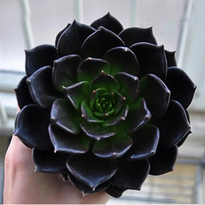 succulent plant ornament