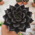 succulent plant ornament